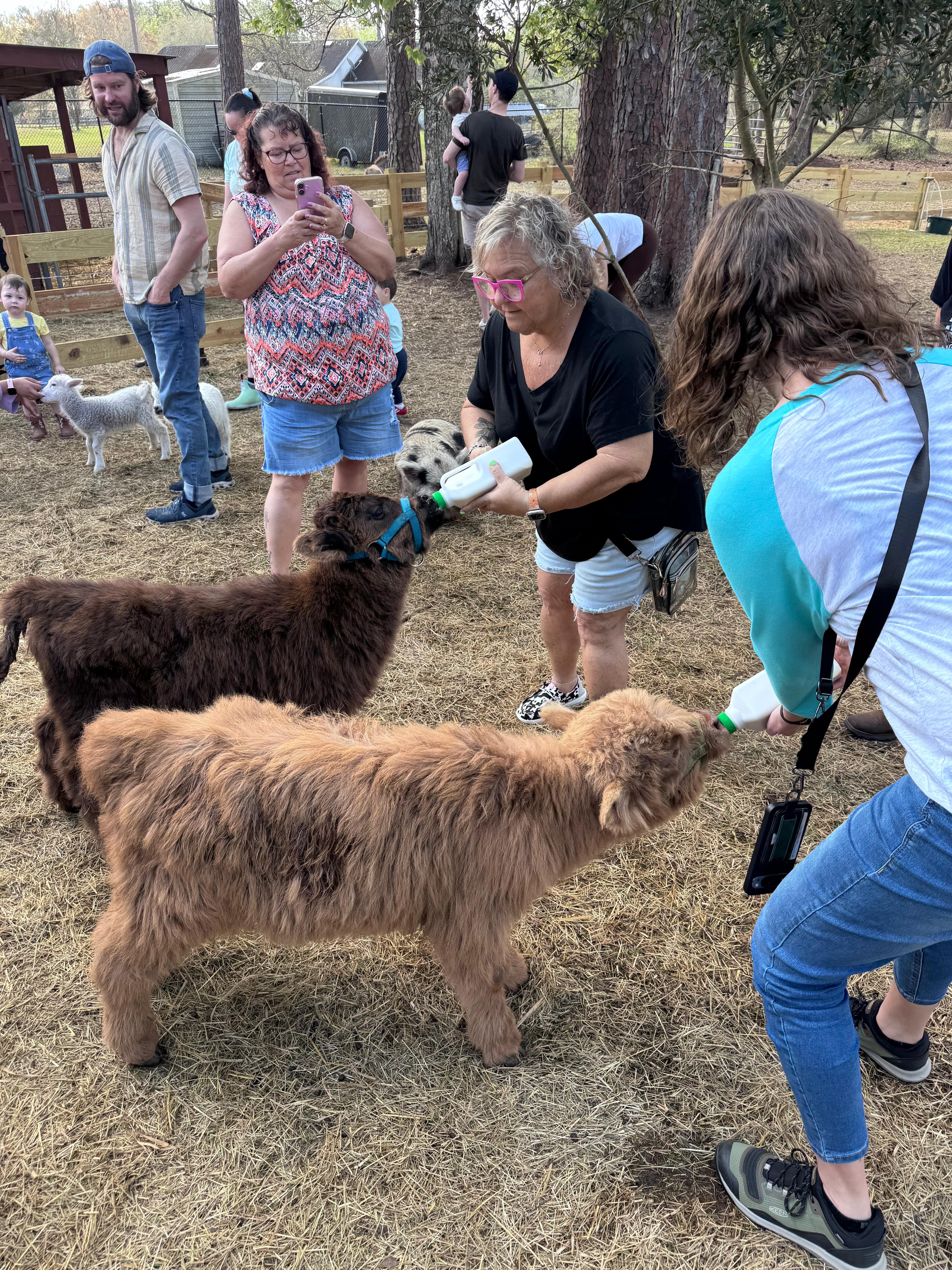 Guests bottle-feeding Highland calves at Fluffy Cow Cafe