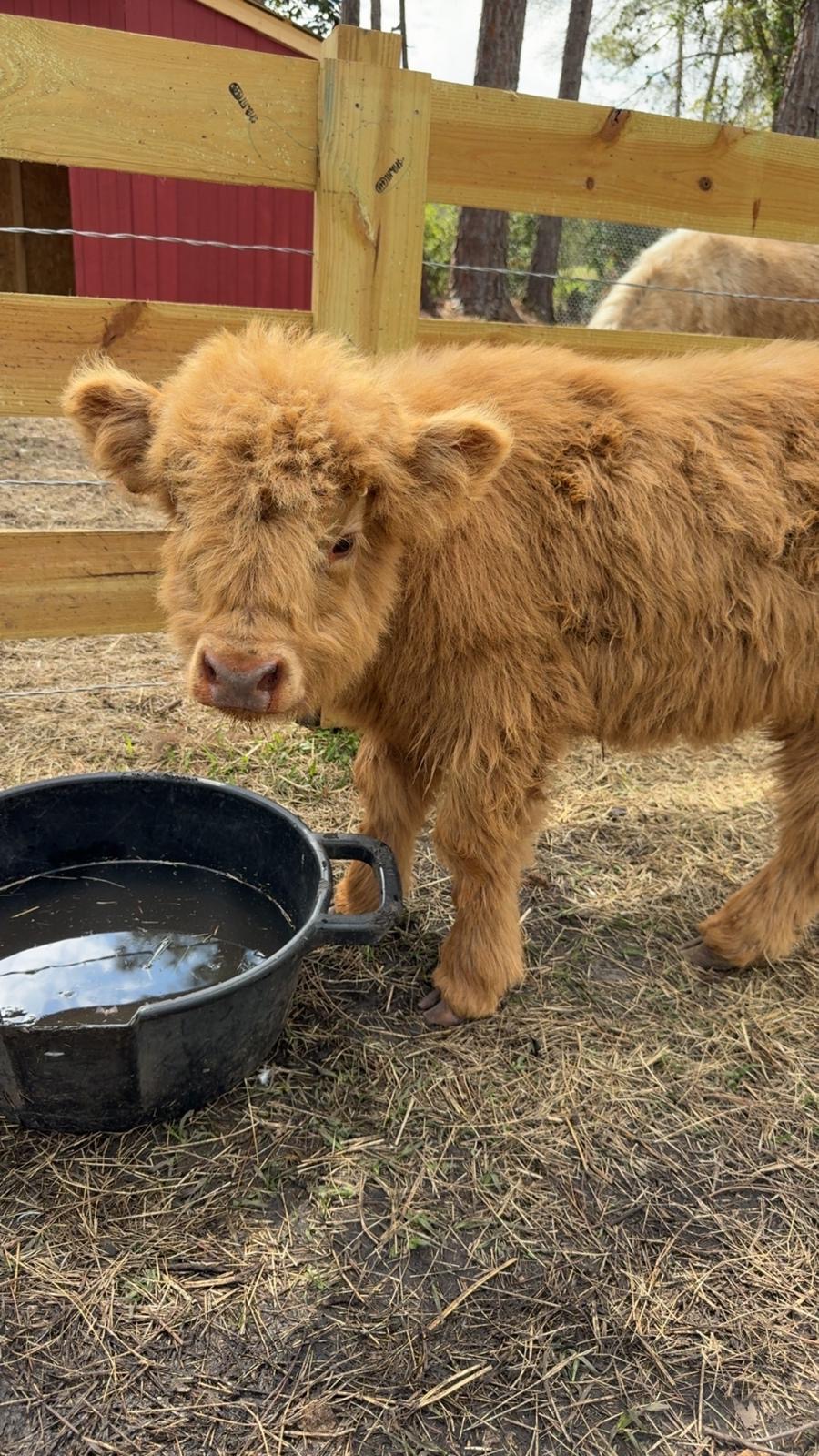 Fluffy Highland calf at the farm