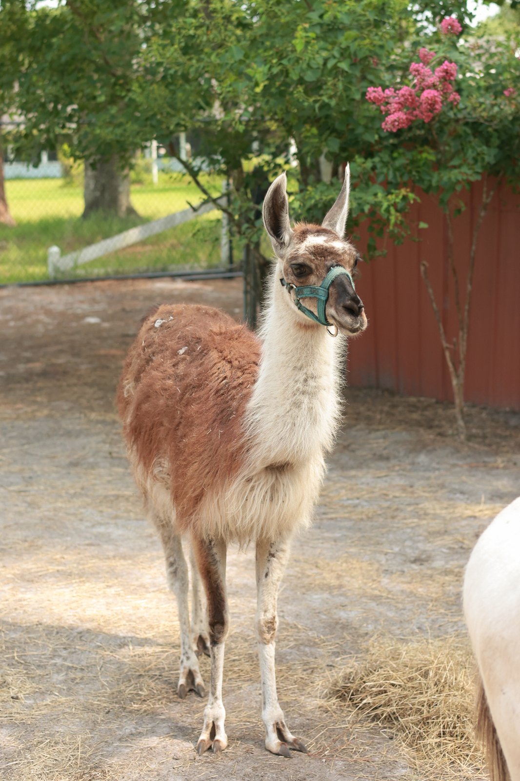 Llama at Fluffy Cow Cafe